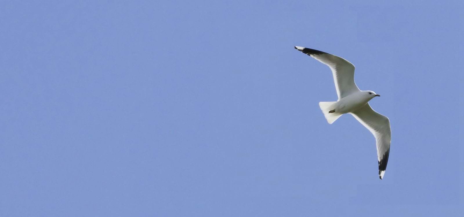 A seagull in flight against a blue sky