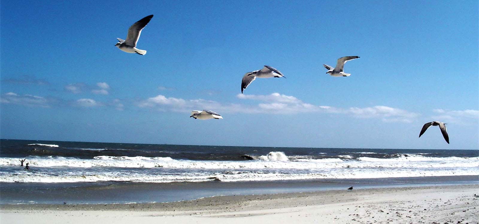 Seagulls flying over a beach